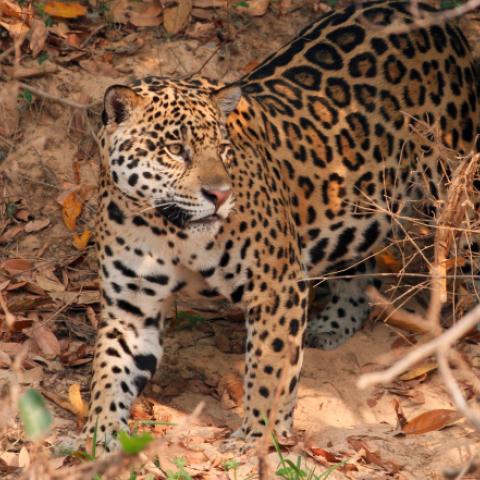 New article Jaguars