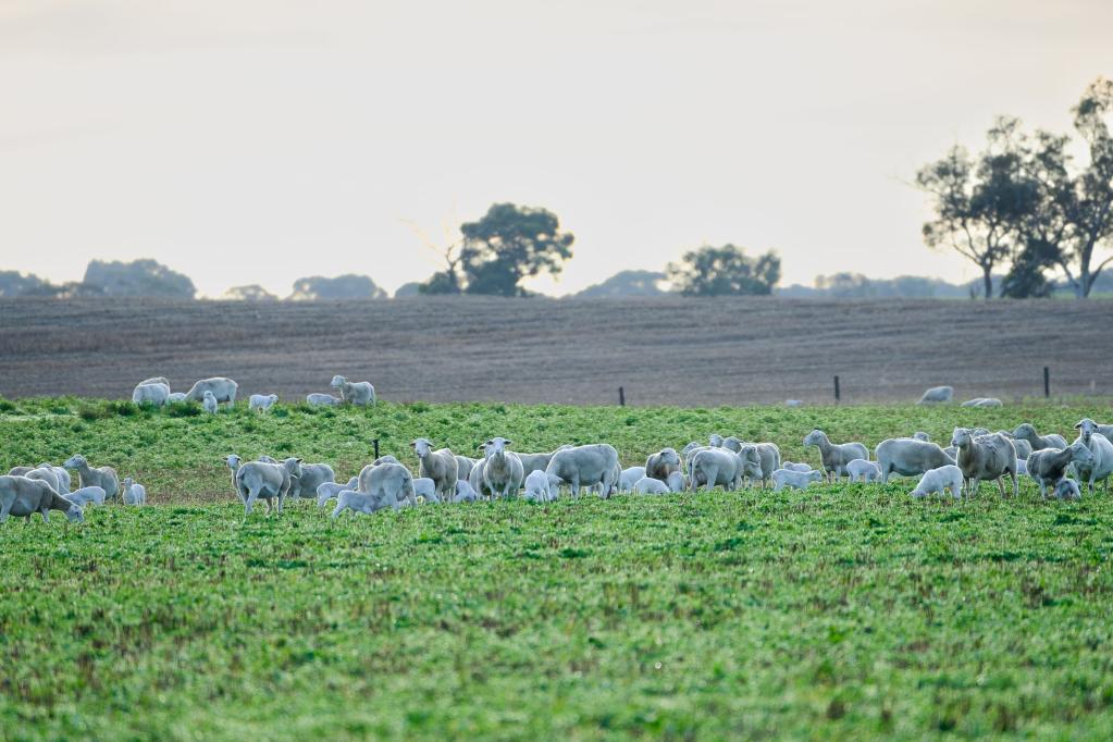 livestock grazing