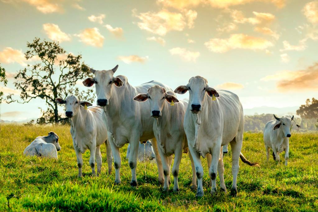 Identificação animal